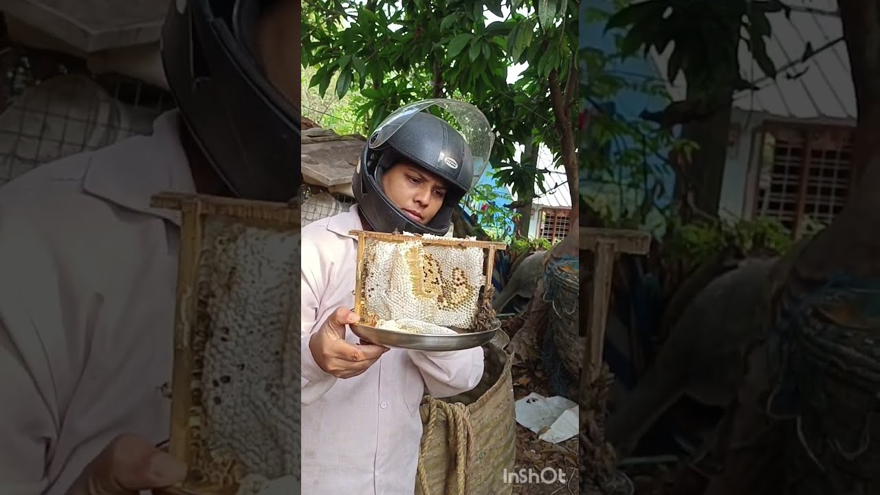 Apiculture in kerala #nature 