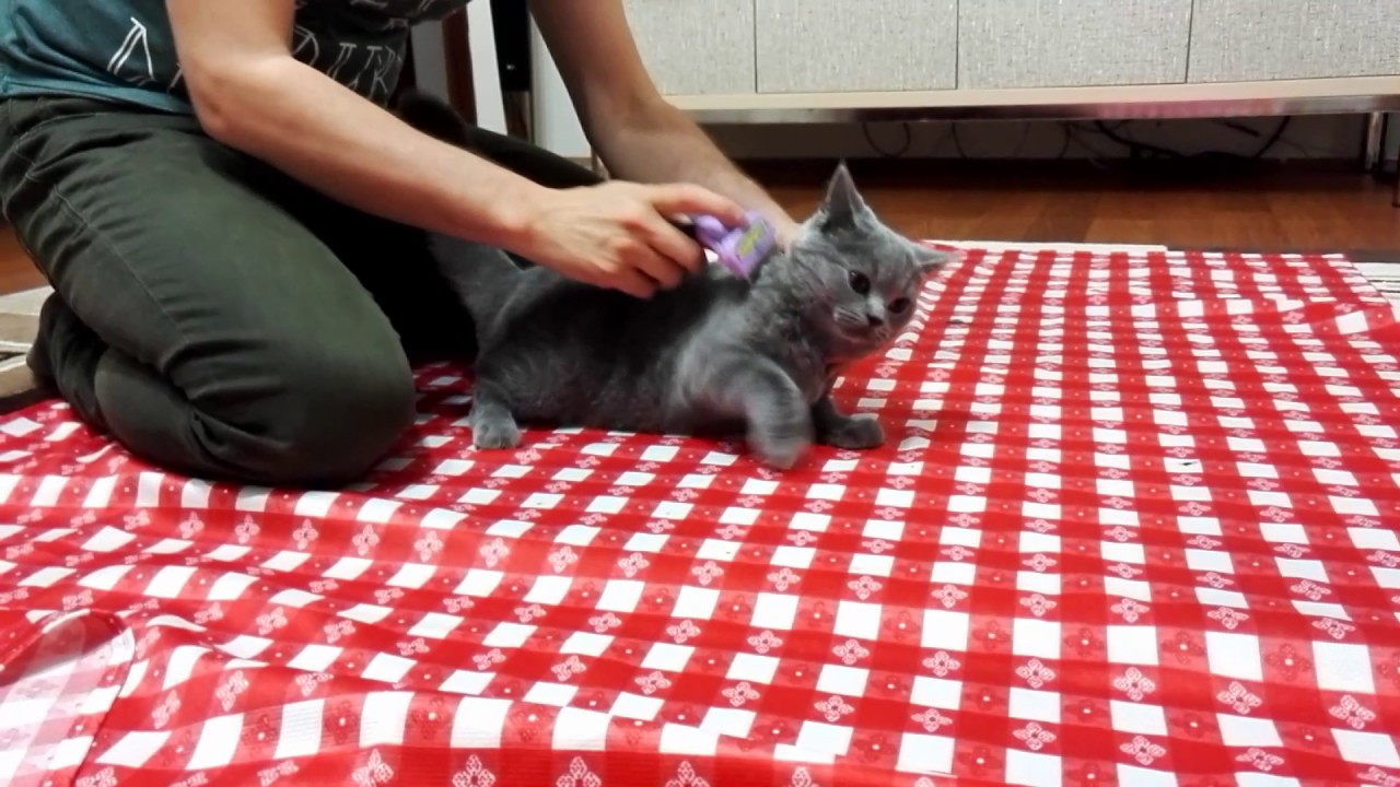 Furminator Kedi Tarağı