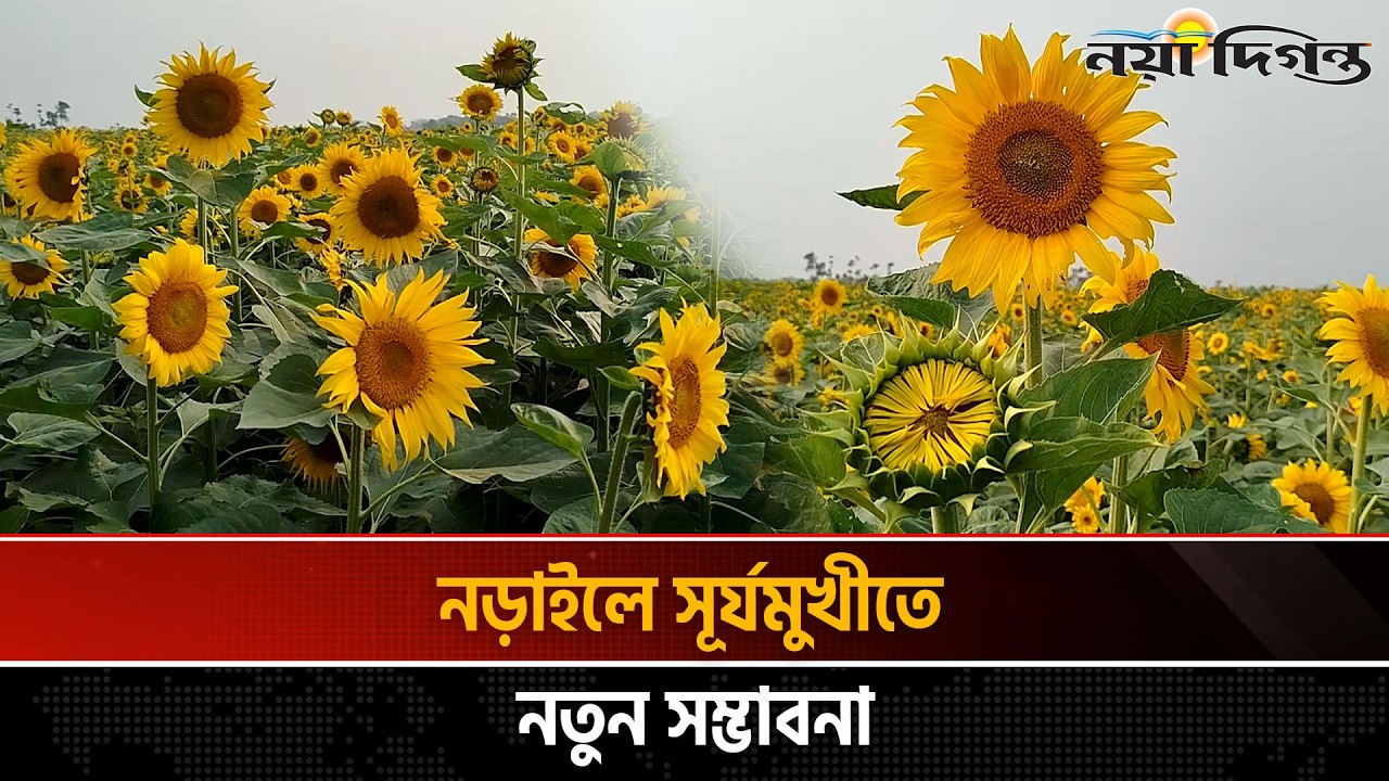 নড়াইলে বাড়ছে সূর্যমুখী চাষ, কোটি টাকা আয়ের প্রত্যাশা | Naya Diganta