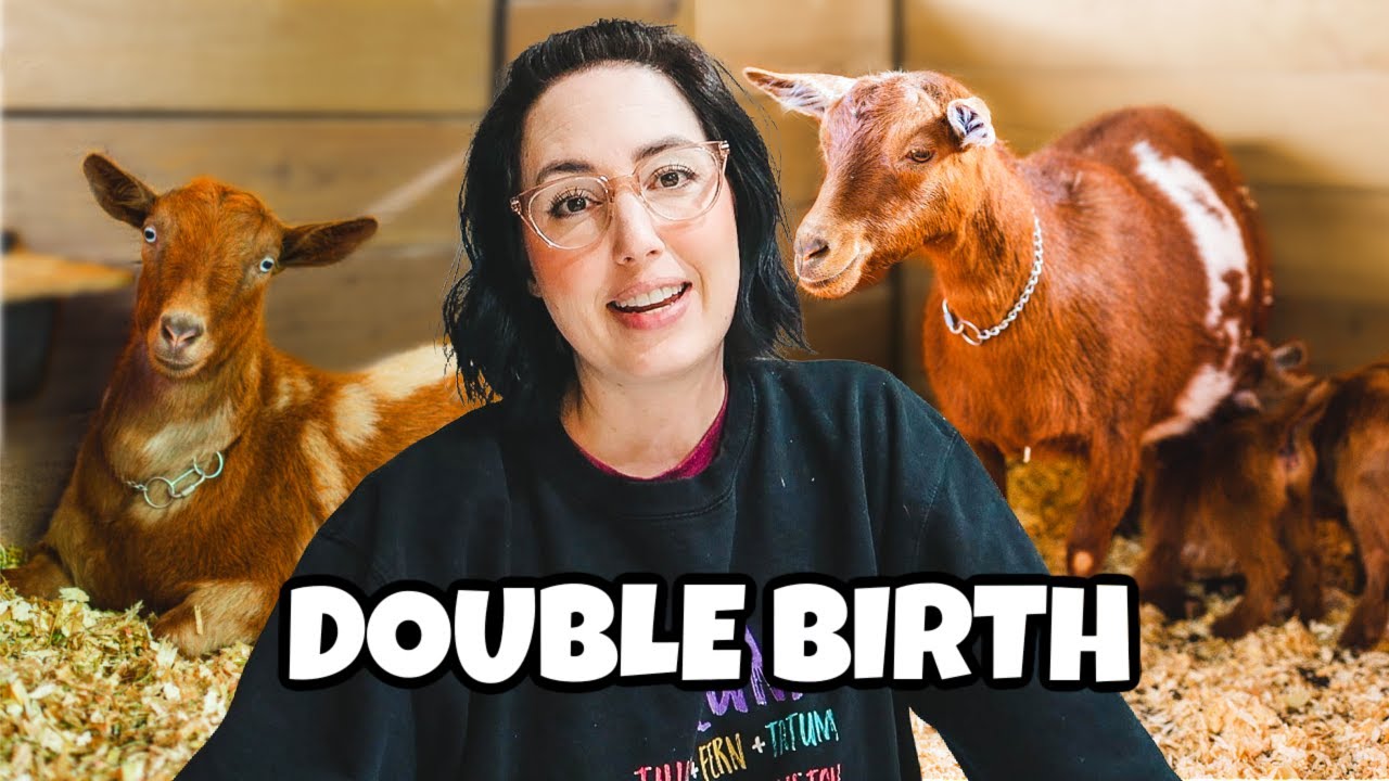 Twin sisters DELIVER at the same time! 😳 (miniature goat birth)