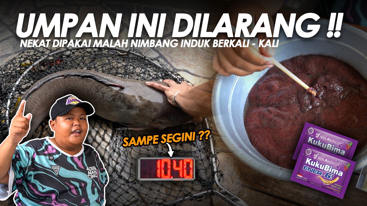 GEMBUL UGAL UGALAN PAKE CACING KREMI !! BIKIN KORANG FULL TIMBANGAN SAMPE 30kg || BAM#18