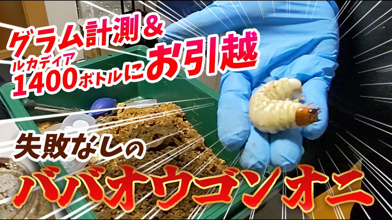 【ババオウゴンオニ引っ越し】ルカディア1400ボトルに引越＆グラム計測