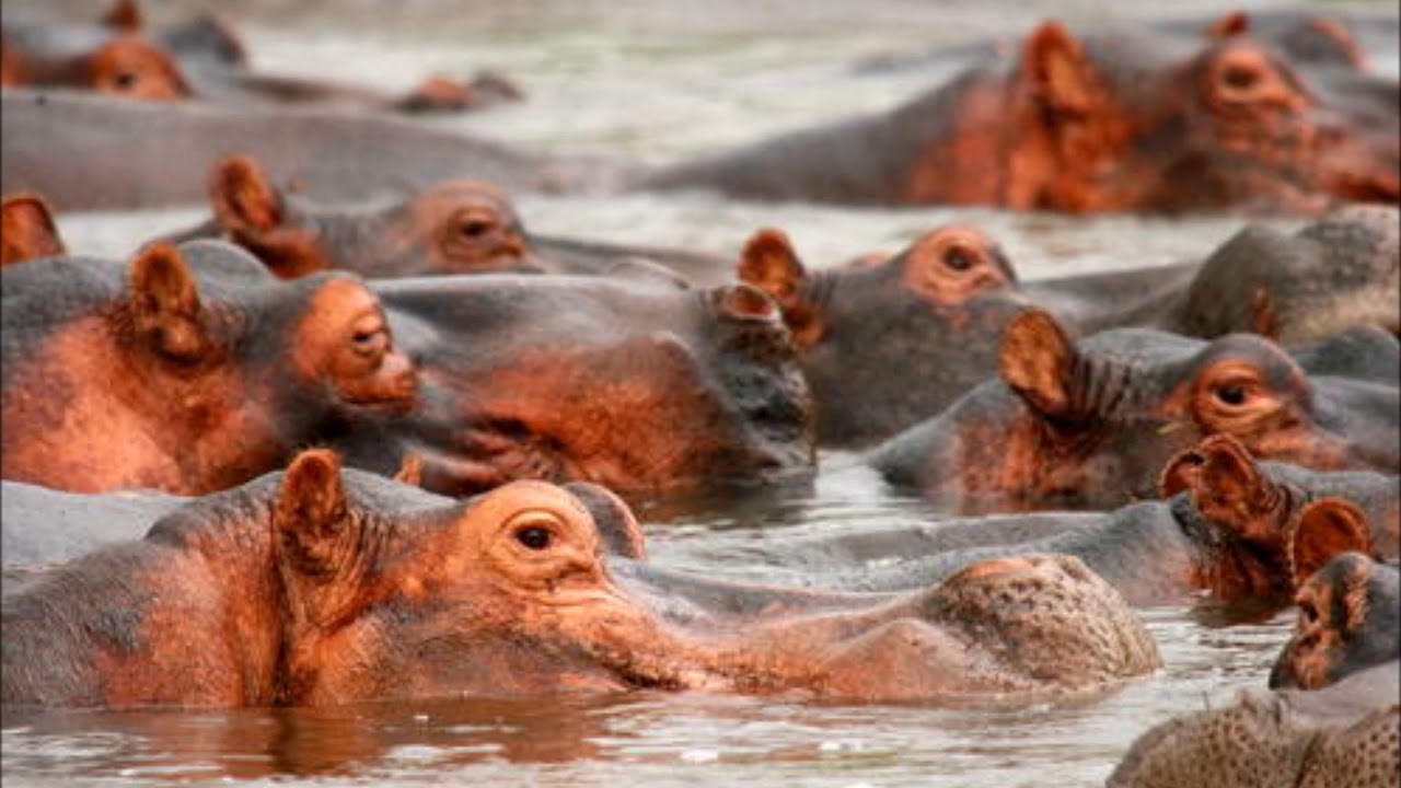 Le Parc national de la Garamba