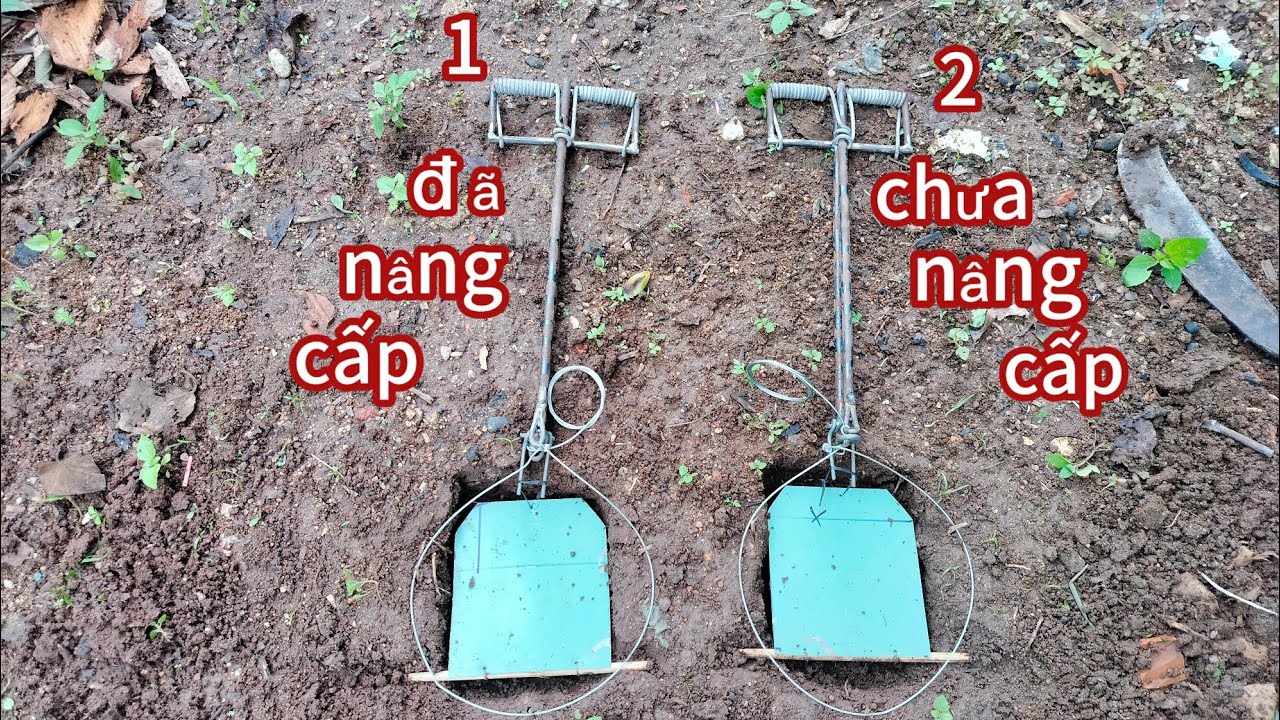 Nâng cấp lại bẫy lò xo chữ T cực kỳ hiệu quả. Đặt là dính ( thợ rừng chế bẫy )