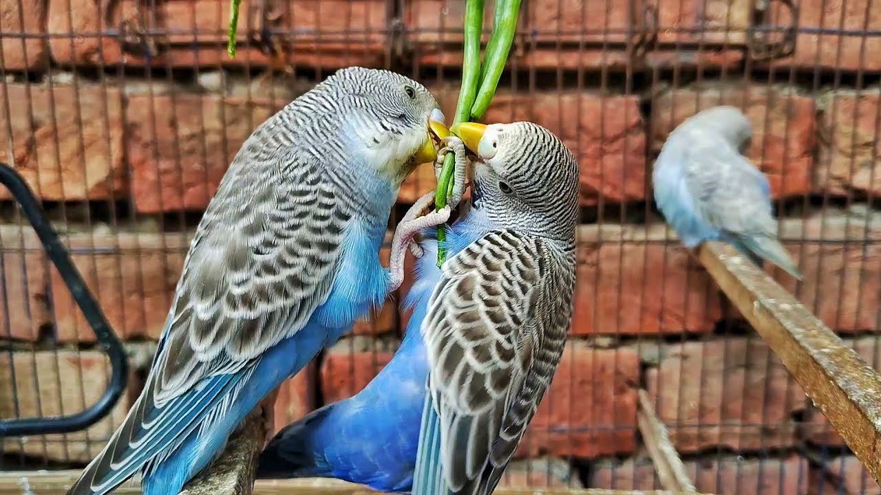 Budgies Eating Vegetables 🥬🐦 | Healthy Radish Pods for Parakeets #video 