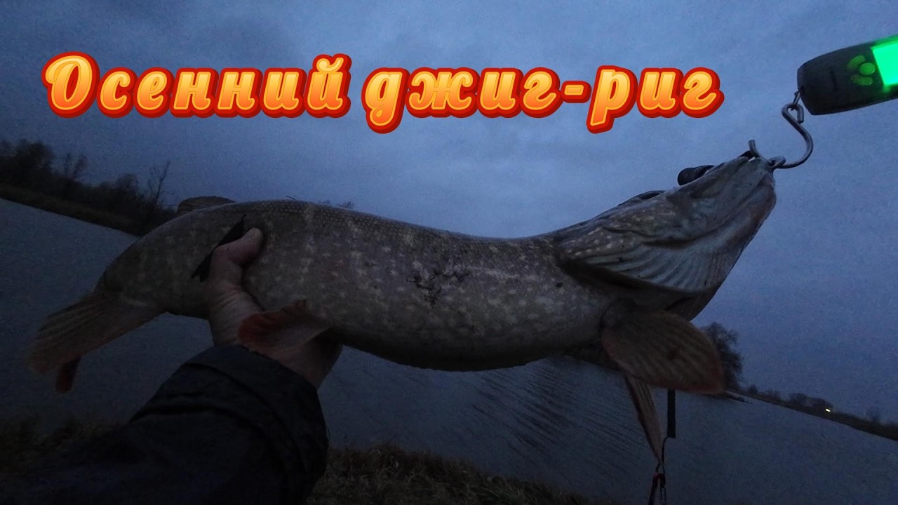 ОСЕННИЙ ДЖИГ-РИГ. УДАРЫ МОЩНОЙ ЩУКИ. СЕЗОН 2025