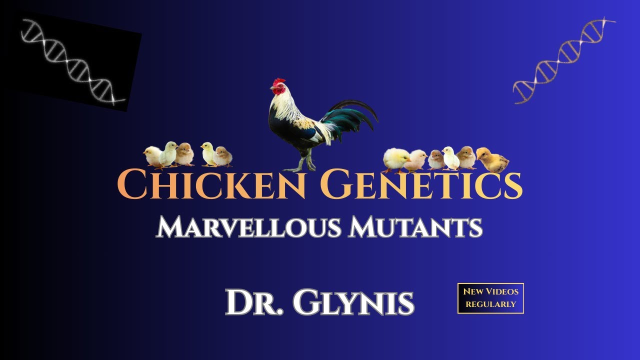 4. Chicken Genetics - Marvellous Mutants