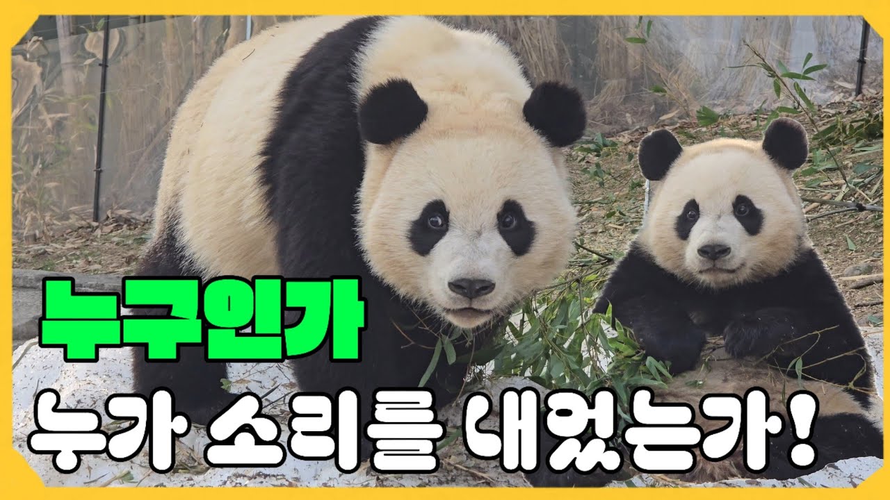 [ep.248]밥먹다 루이한테 밀쳐져서 떨어진 후이😅 괜히 임오.삼촌들 무섭게(?) 쳐다봄♡25.03.11