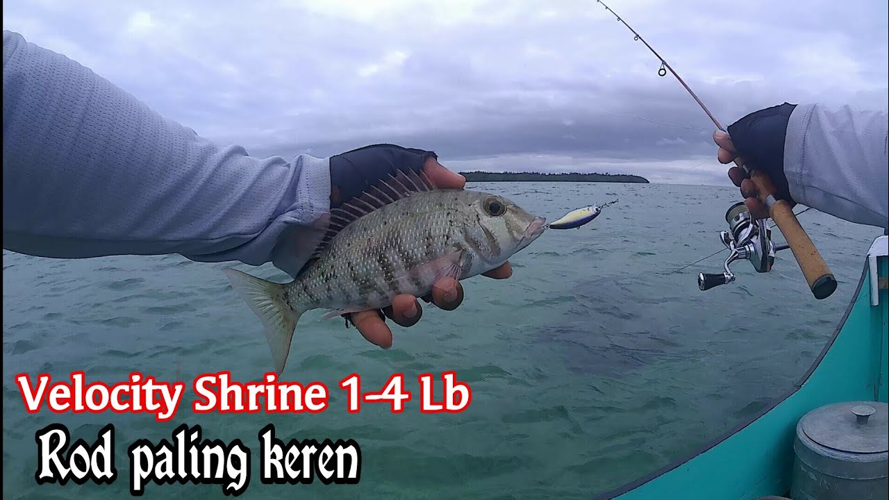 Rod Stream Velocity Shrine 1-4Lb tes di laut || Shimano Stradic FL1000HG || Ultralight fishing