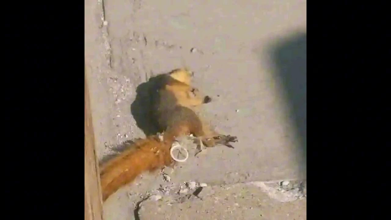 KoolerZ - the stupid rat that kept going in circles