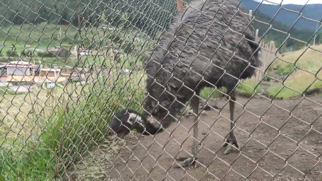Granja porcon Cajamarca - Perú 