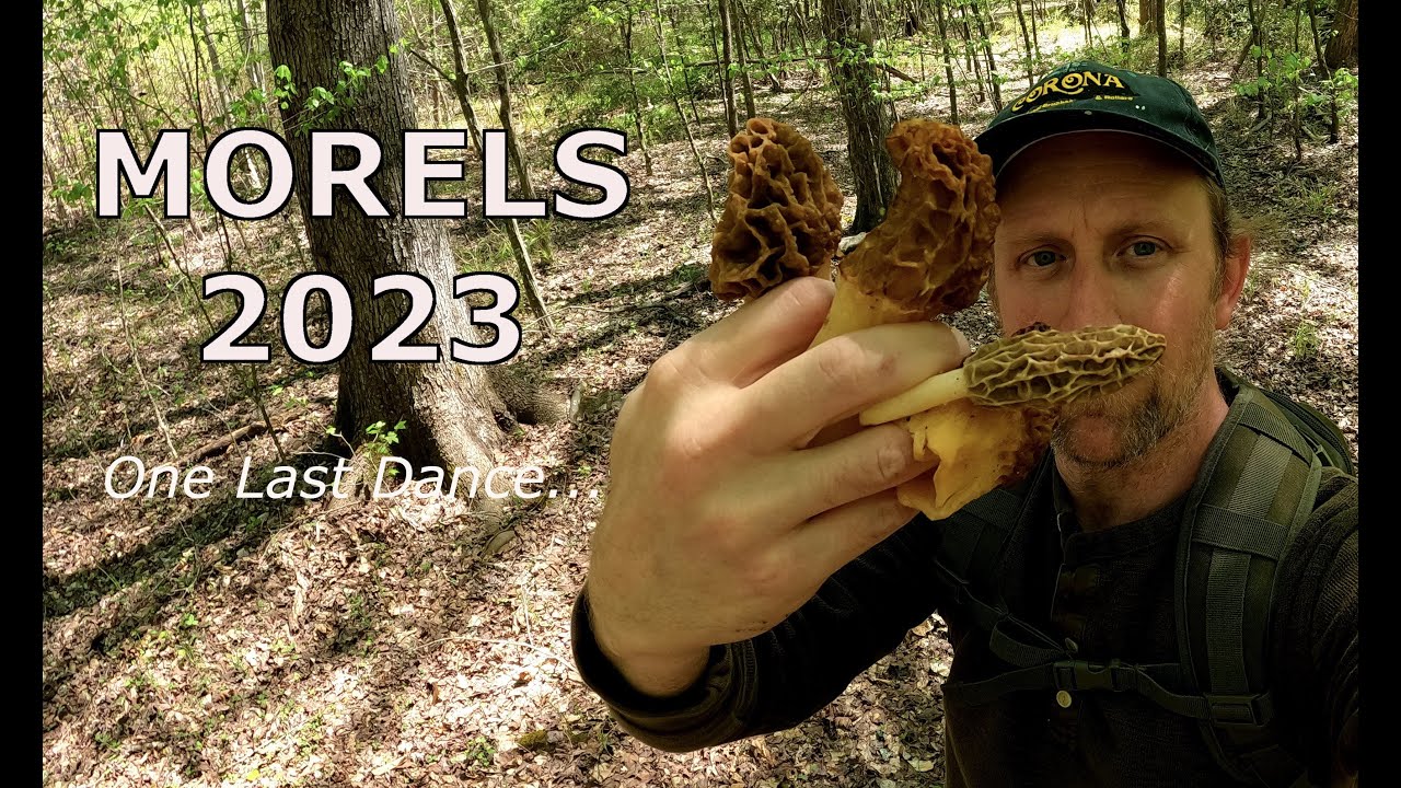 Morels 2023 All Things Must Pass