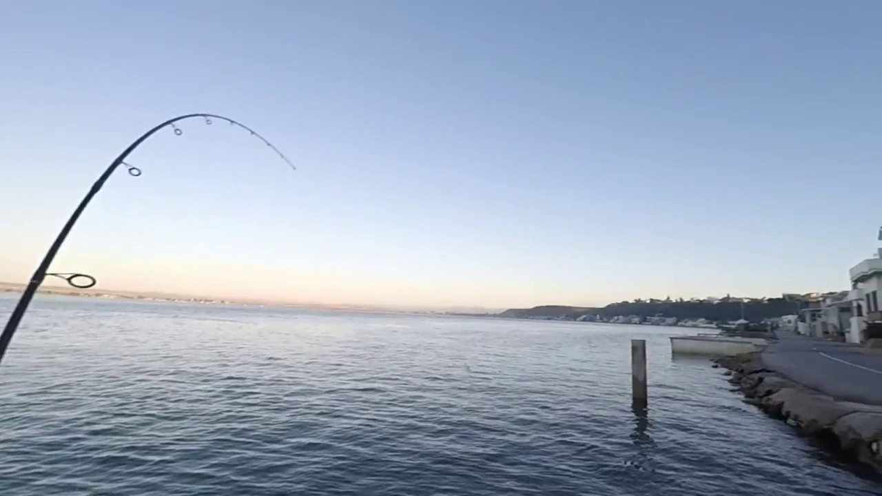 Swartkops River Skipjack 17 March 2017
