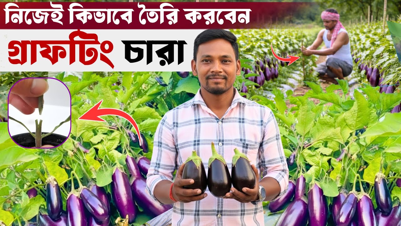 বেগুনের গ্রাফটিং চারা কিভাবে নিজেই তৈরি করবেন | Grafting Brinjal Farming