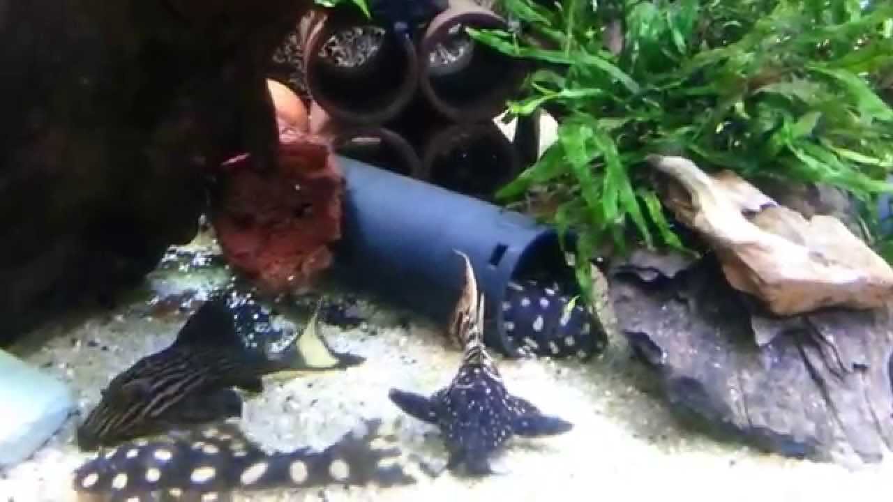 Discus and Pleco tank