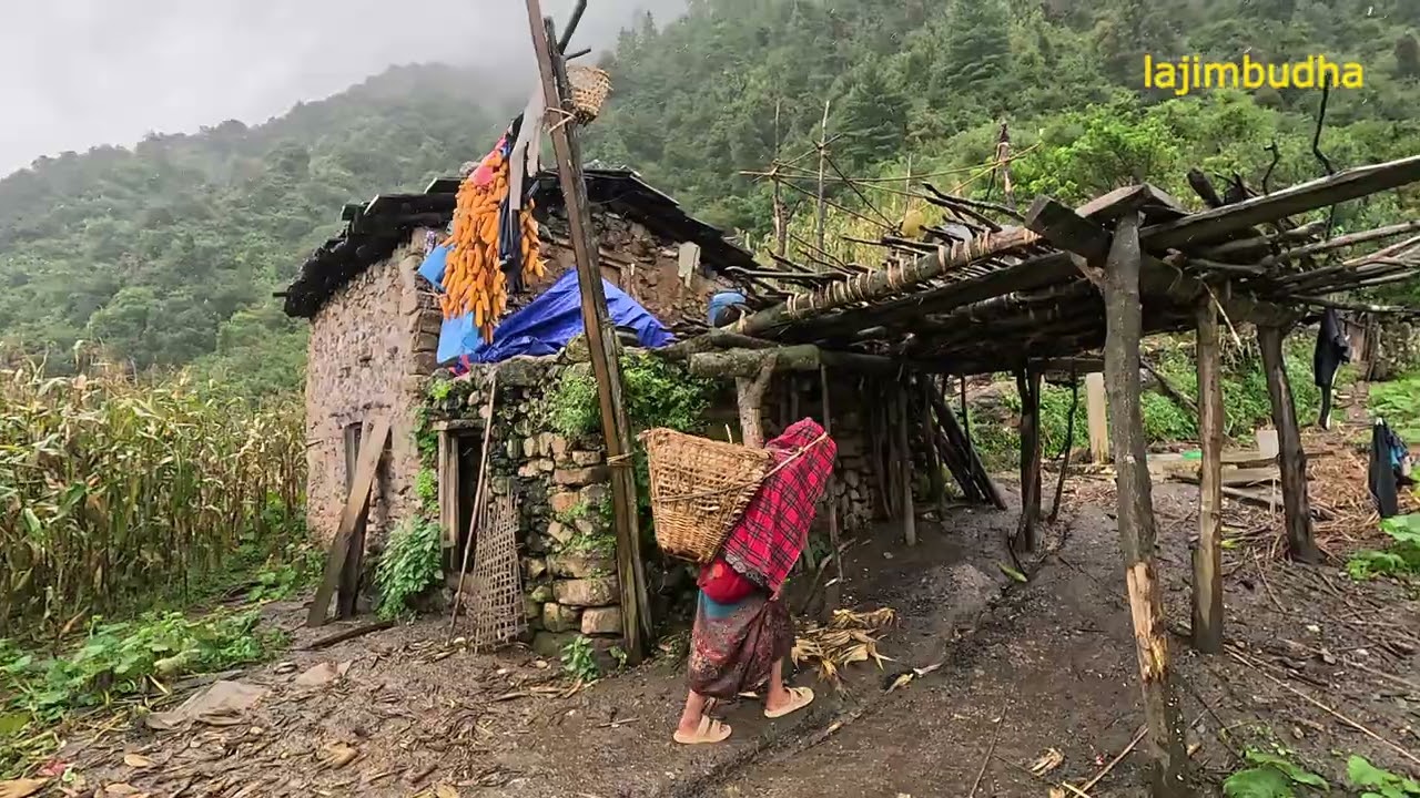 real village life || lajimbudha ||