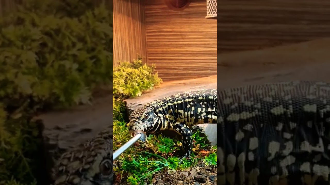 HOW'S THE TRAINING GOING 🤔 😅  #animals #reptiles #pets #exotic #training #tegu #babytegu