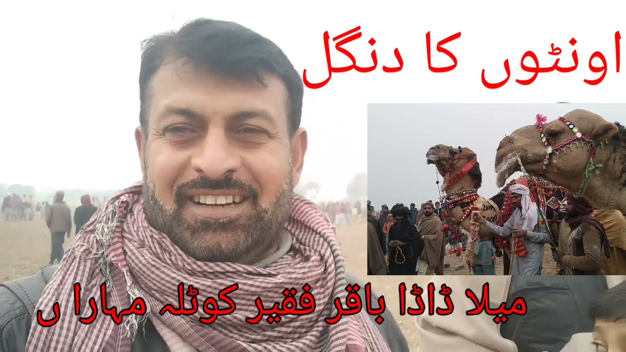 camel dangal#اونٹوں کا دنگل#mahaar TV
