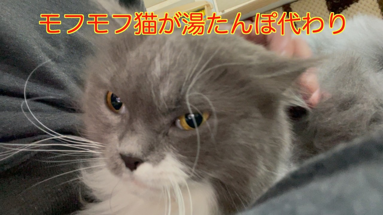 モフモフ猫が湯たんぽ代わり