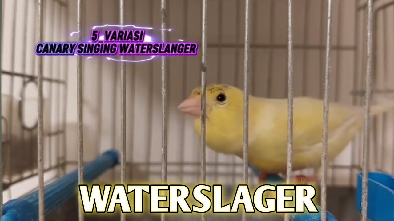 5 VARIASI SUARA KENARI WATERSLAGER 