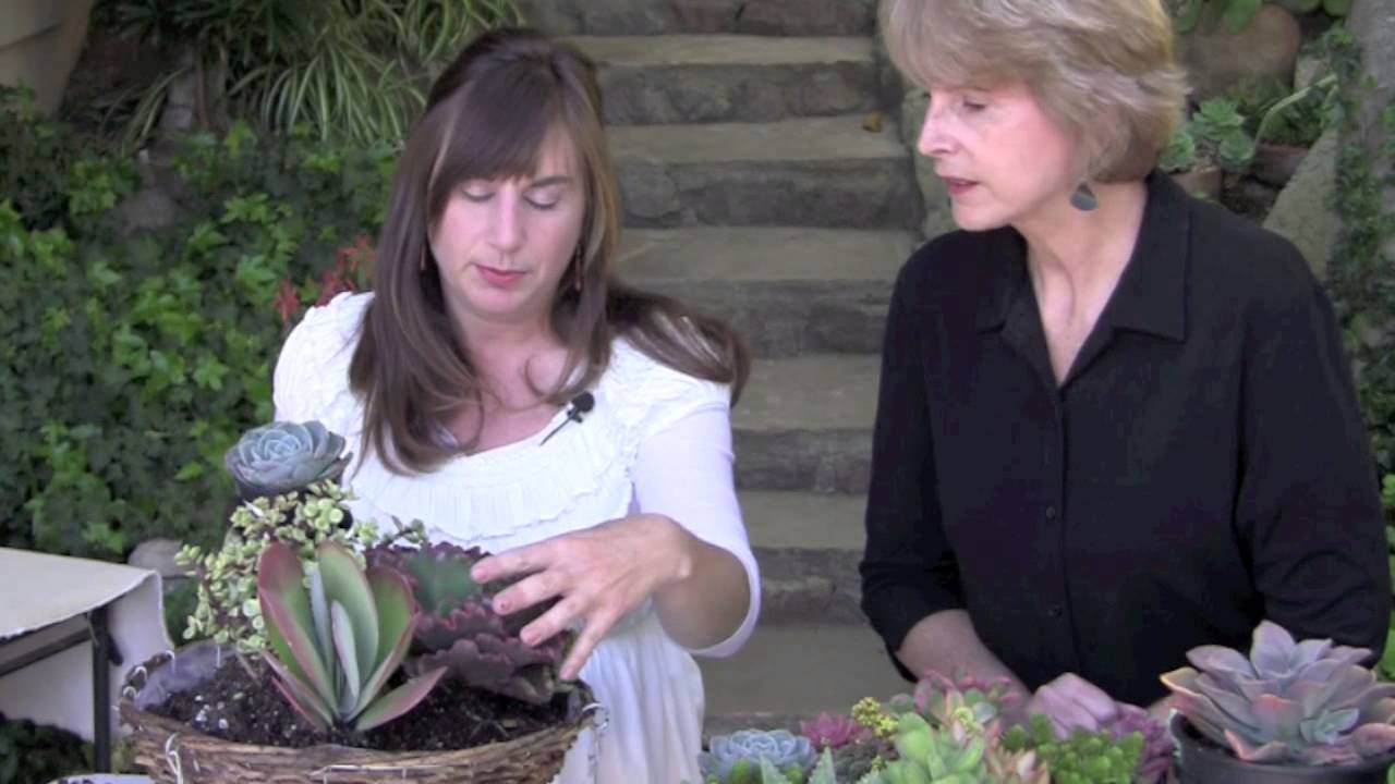 Create a Hanging Basket of Succulents