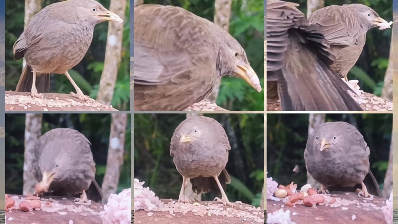 Birds Feeding! Flock of Yellow Billed Blabbers 