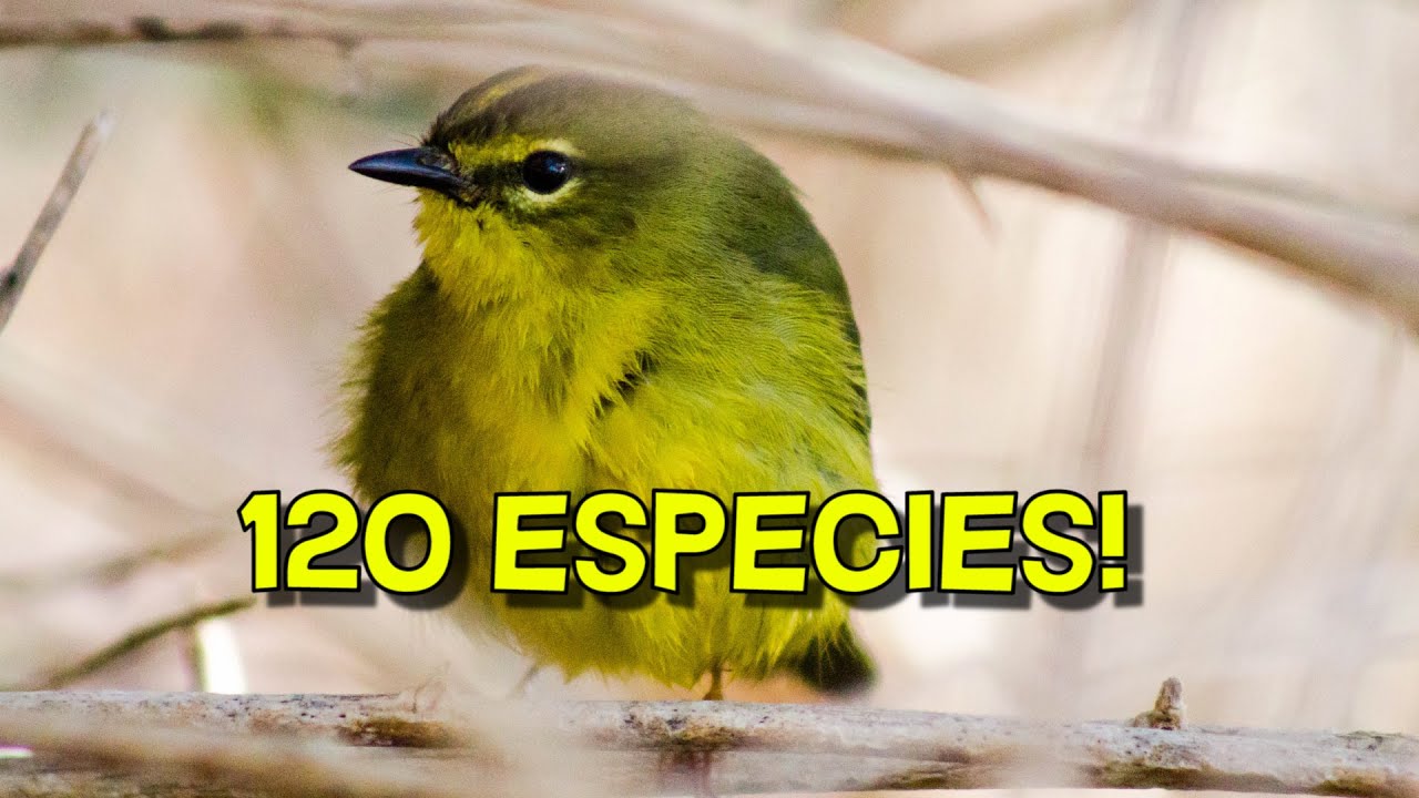 Hice FOTOGRAFÍA de AVES en el Cerro 유 | #Salta | Norte Argentino 2020