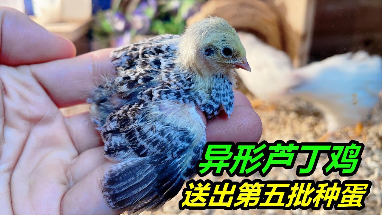 養了三只與眾不同的蘆丁雞，其中一只最為獨特，羽毛非常好看