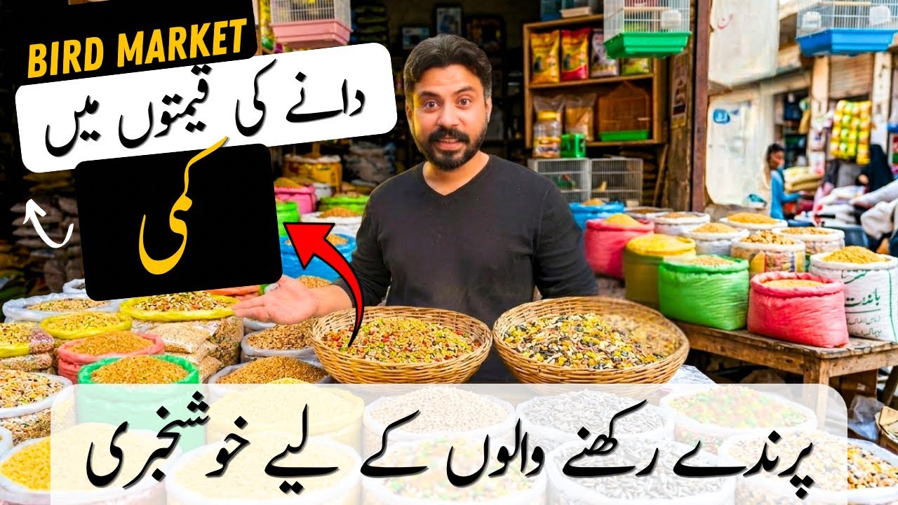 Parindon Ka Dana Mehnga Ho Gaya? 🚨 || Current Seed Rates in Gujranwala 