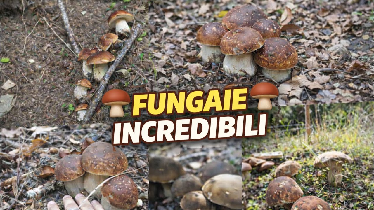 Удивительные грибные растения! Мечта грибника 🍄‍🟫