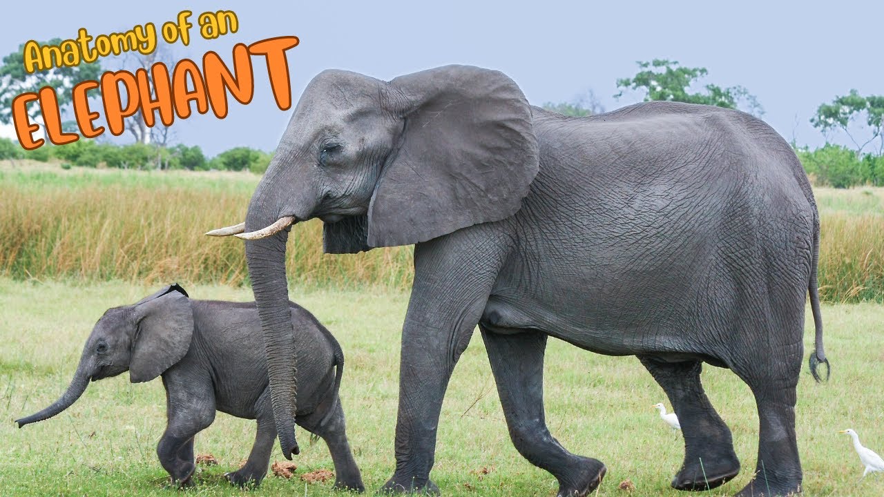 Inside the Elephant: Understanding an Elephant's Anatomy