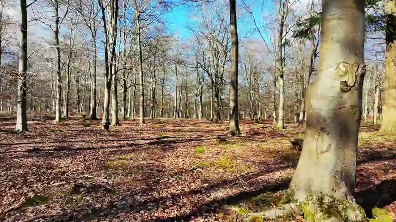 DJI NEO IN THE WOODS FPV ,with music edit