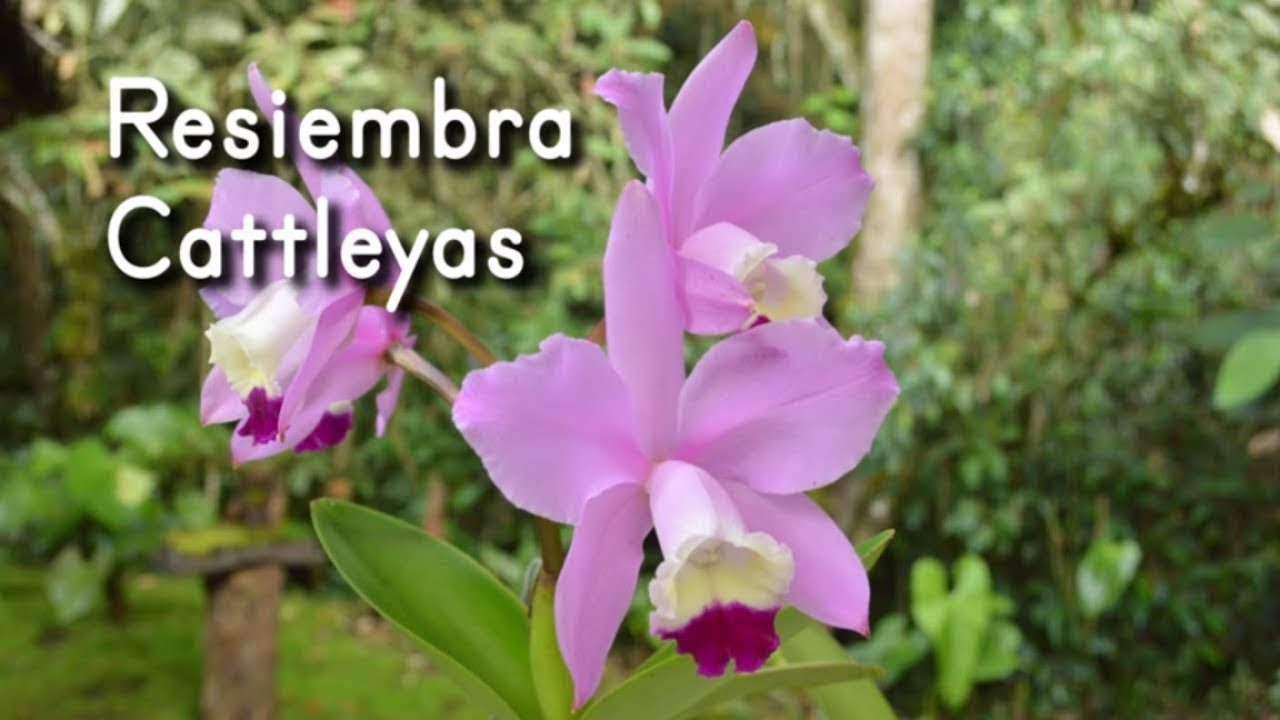 Resiembra de Orquídea Cattleya