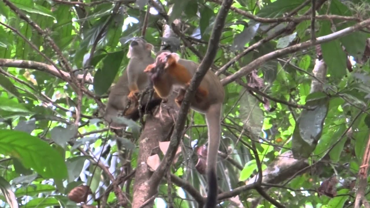 Monkey eats bird Suriname