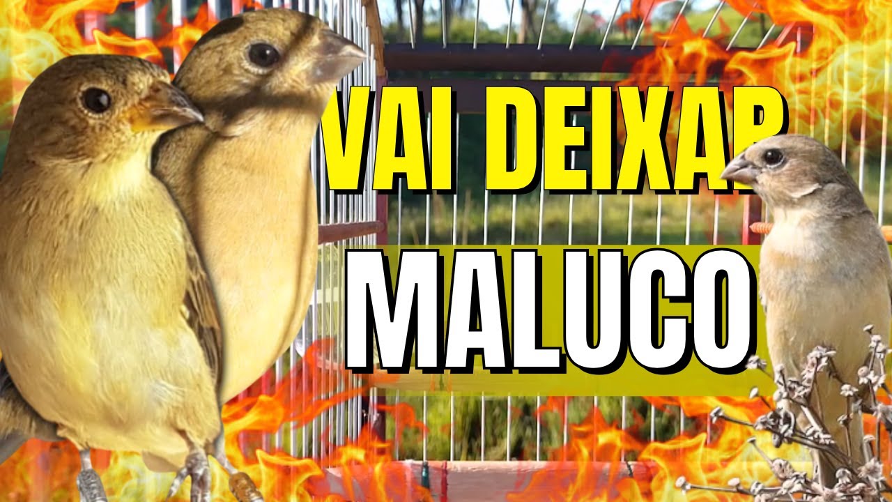 FÊMEA DE COLEIRO CHAMANDO MUITO QUENTE FOGOSA E PIANDO - ESQUENTE SEU COLEIRO FRIO