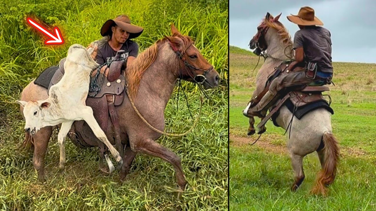 OLHA NO QUE DEU! 🚨 COMPREI UM ANIMAL NOVO! O PAU QUEBROU 😱