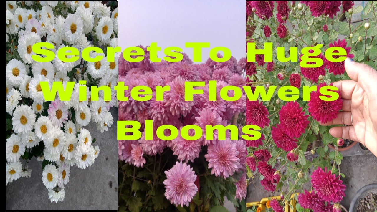 How to grow and care crysenthaimum plants in winter 🥶❄️