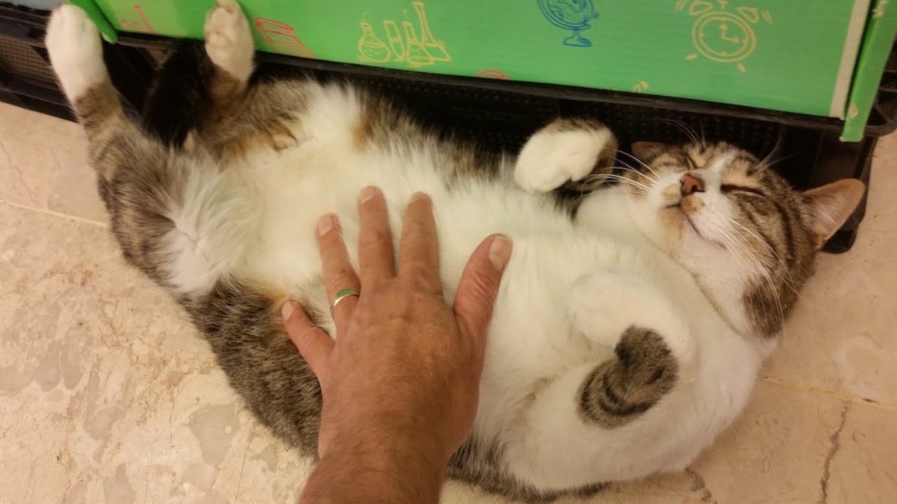 Turkish Stray Cat in Carrefour Market Getting a Belly Rub
