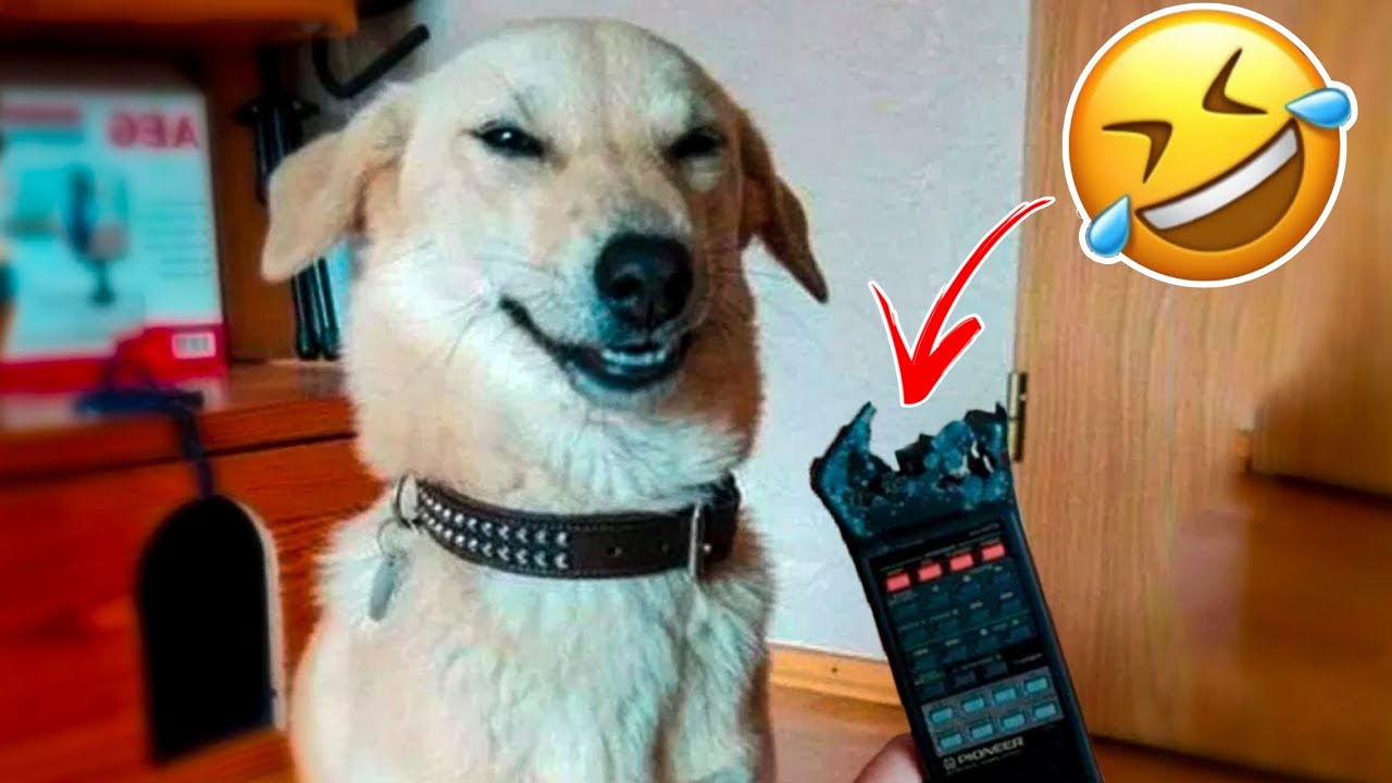 Funniest Cats And Dogs Videos 😁 - Best Funny Animal Videos 2023 😅  part -2