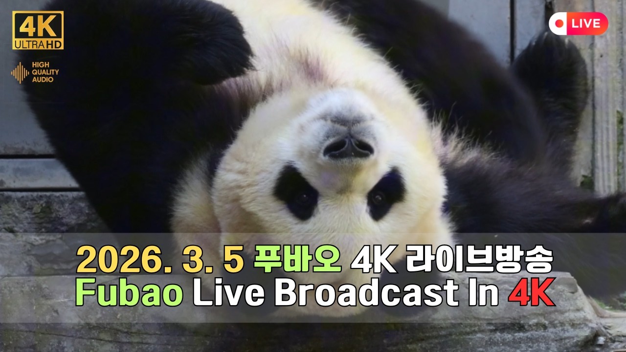 3월 5일의 푸바오의 하루를 4K 고화질 고음질 방송으로 만나보세요.(4K Fubao Live Broadcasting)