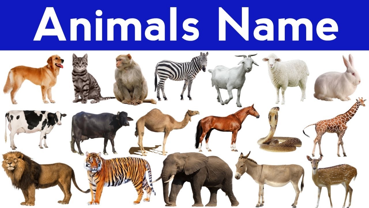 Animals Name | Animals Name in English | Animals Name for Kindergarten | Animals for kids