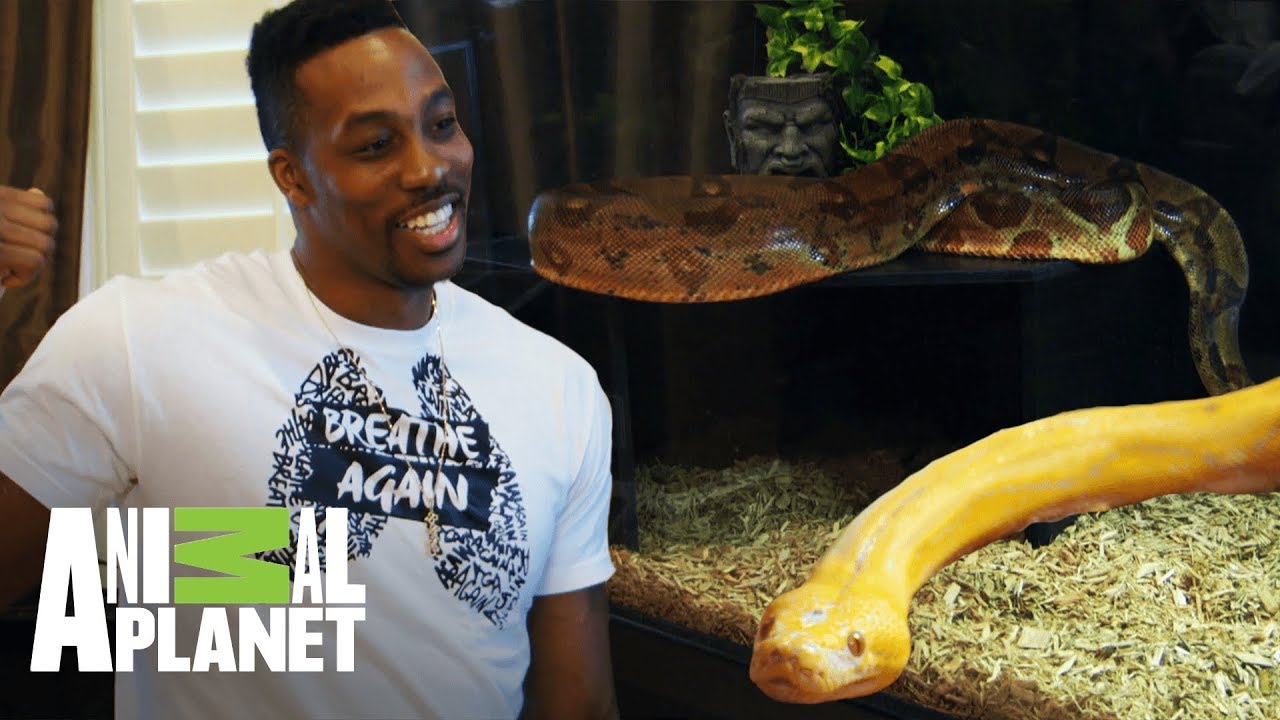 Dwight Howard encarga un tanque para sus serpientes | Con el agua al cuello | Animal Planet