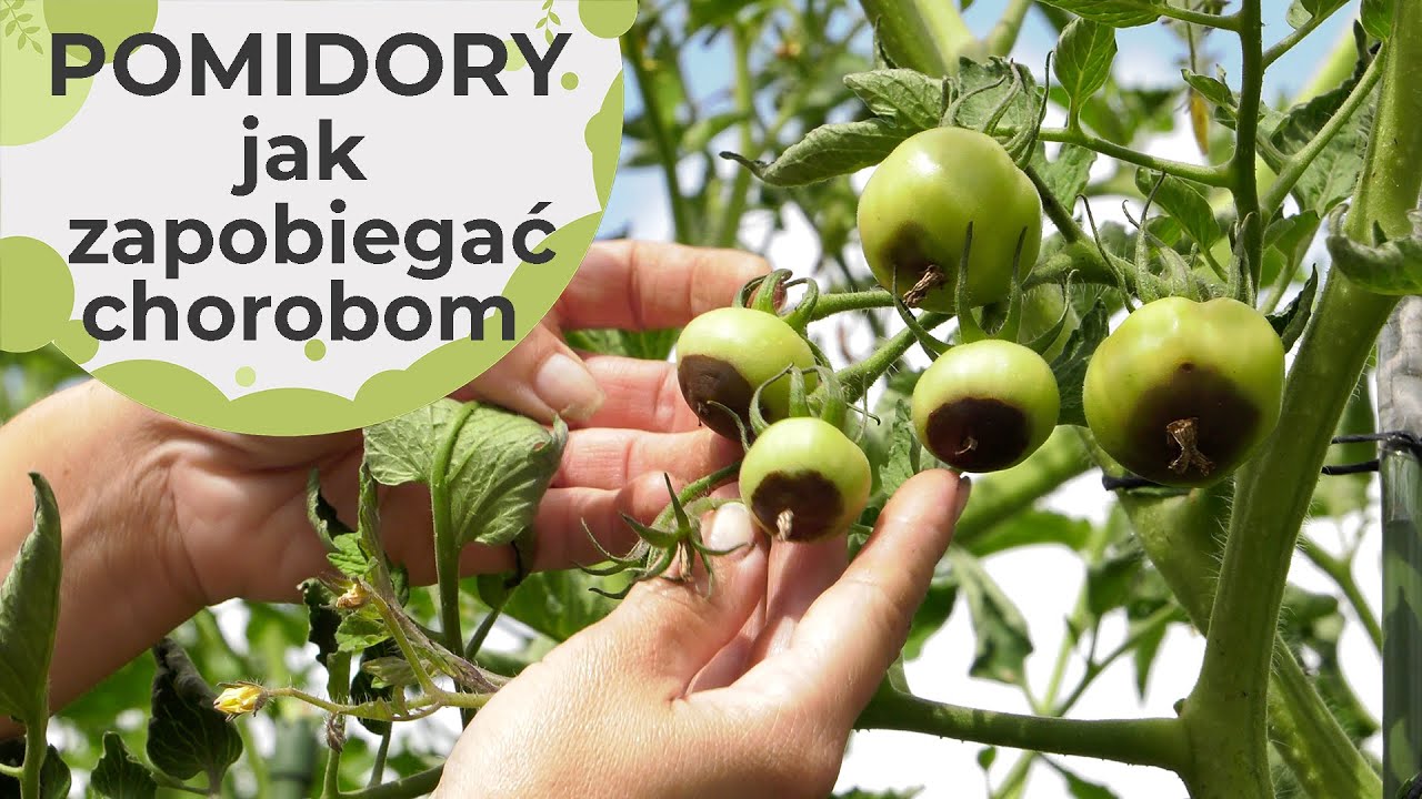 Pomidory. Jak zapobiegać chorobom pomidor&oacute;w? Co dolega naszym pomidorom? Problemy z pomidorami