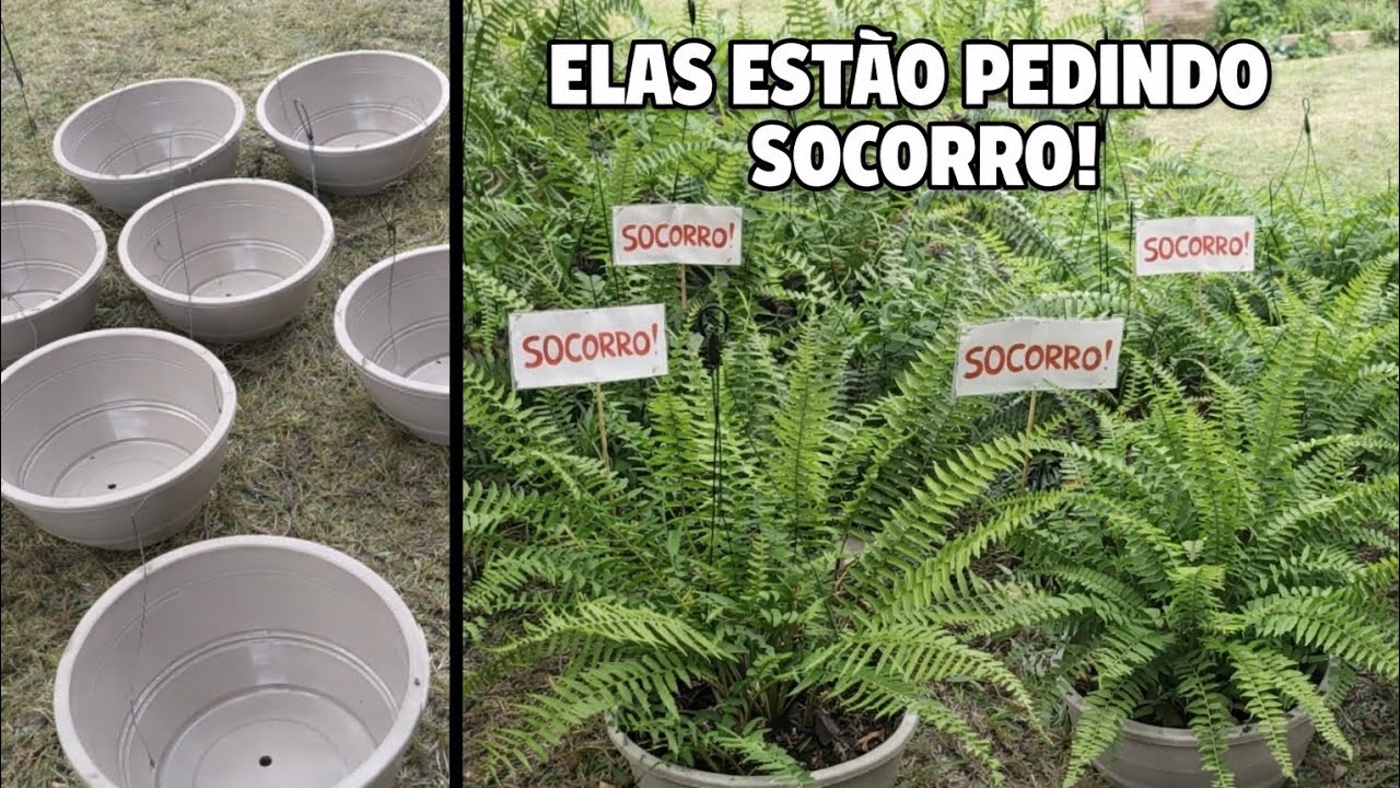 HOJE FOI DIA DE FAZER MANUTENÇÃO NELAS. ELAS ESTAVAM PEDINDO SOCORRO 🪴🪴🪴🪴🪴