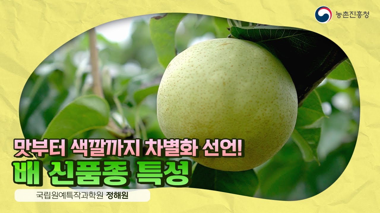 26. 맛부터 색깔까지 차별화 선언! 배 신품종 특성