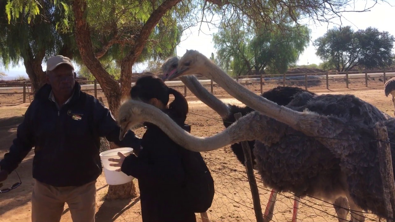 【South Africa】Crazy Ostrich Feeding