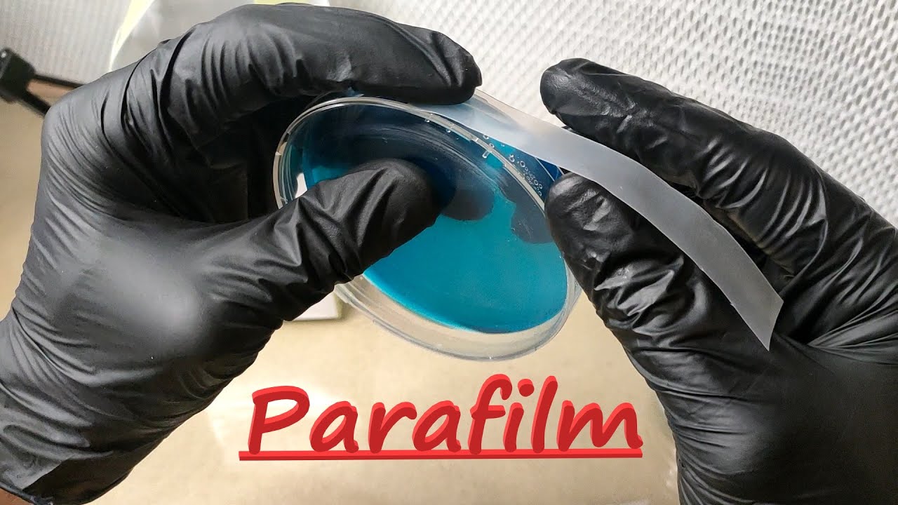 How to use parafilm to seal agar plates or petri dishes