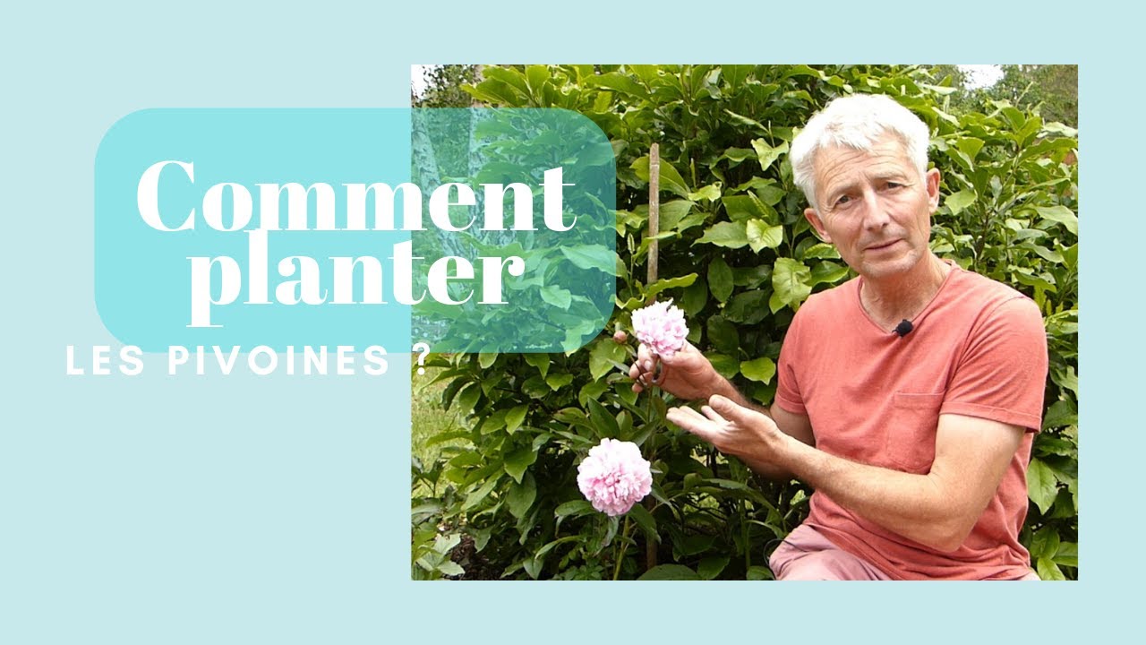Comment planter les pivoines ? - Monjardindansleslandes