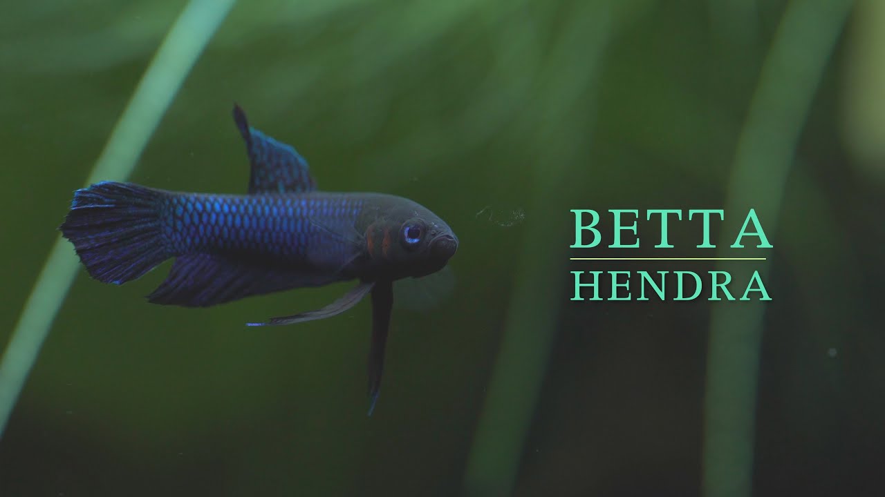 Care for Betta Hendra 4K