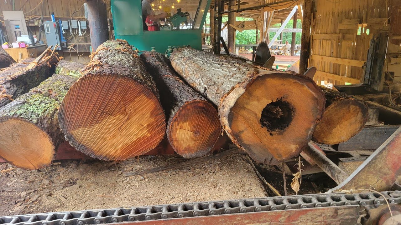Sawing the last red oak on this run #66